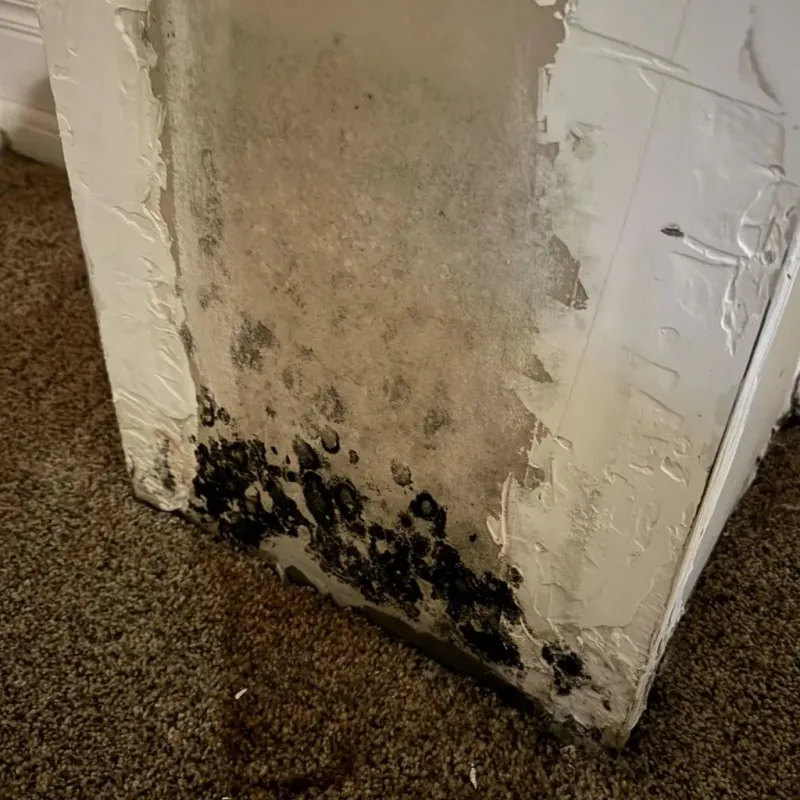 Professional Mold Removal in Chesterville, ME